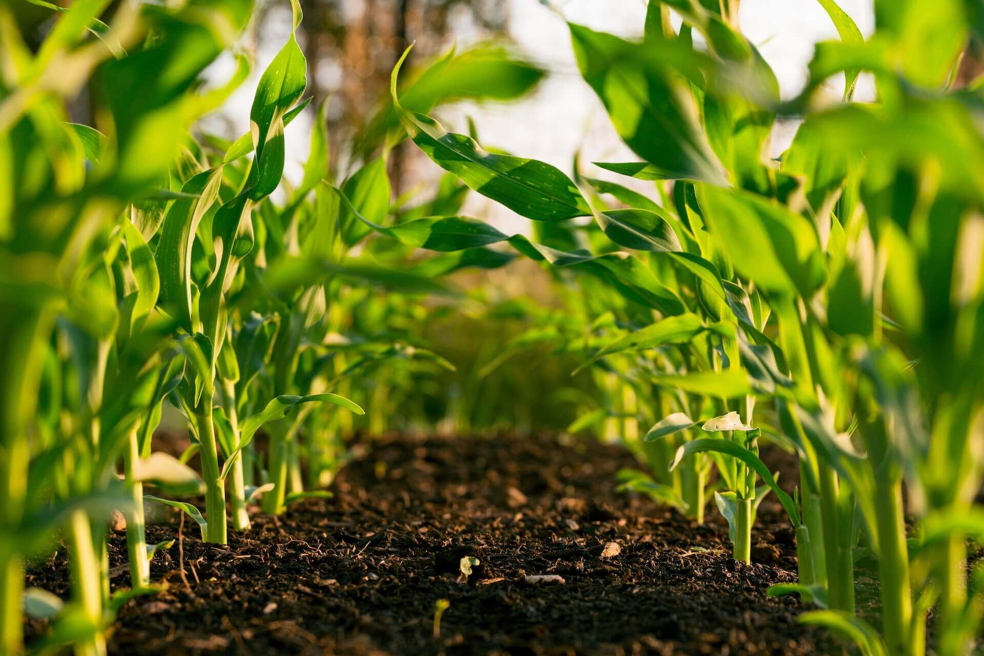 agriculture-img