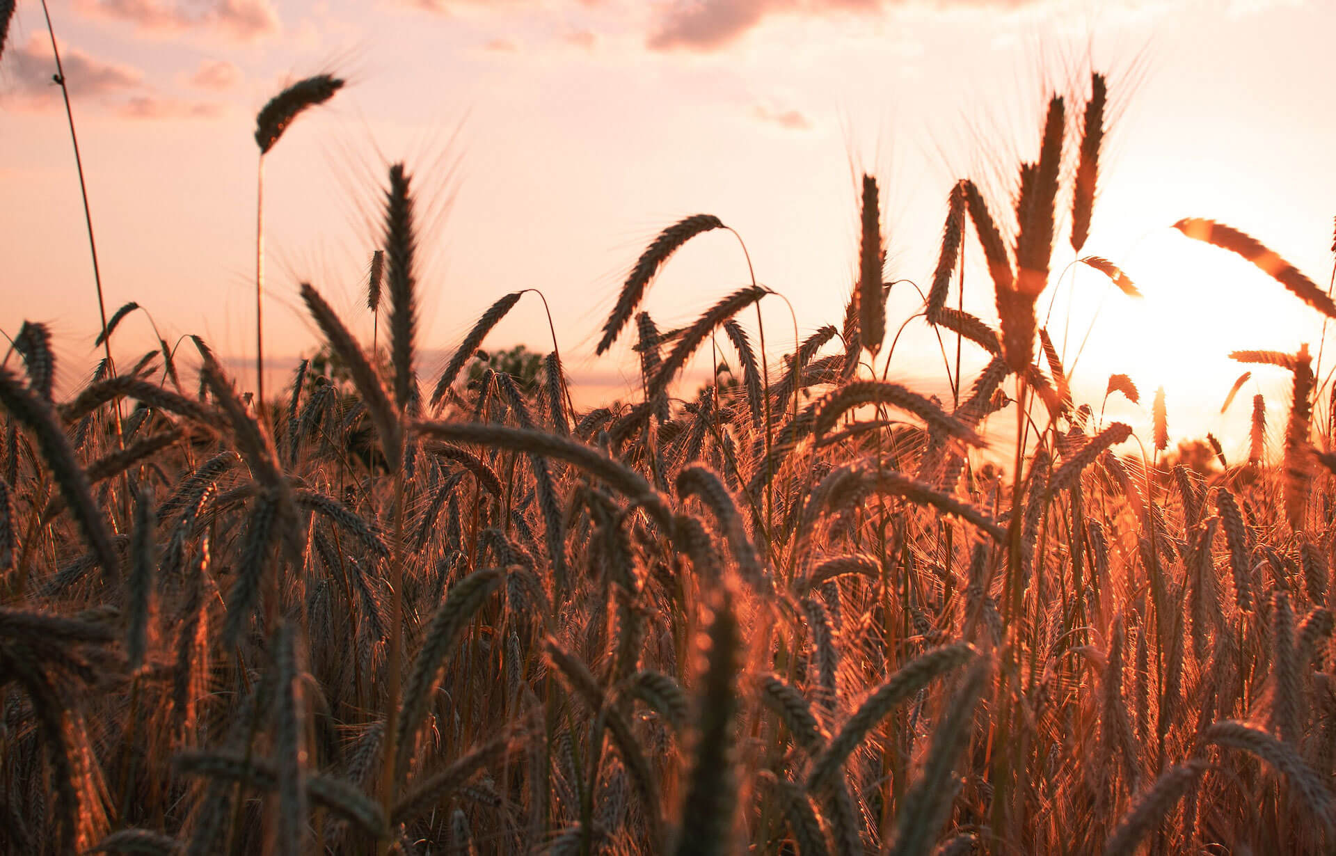 agriculture-img